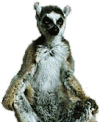 Lemur Two
