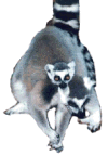 Lemur Four