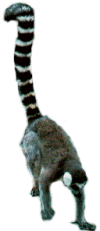 Lemur Five