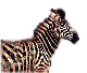 Fuck me, a zebra